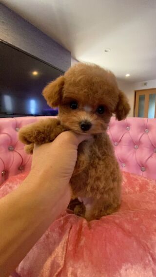 ayhyimam　プードル トイプードルの子犬紹介 - 250607-1M｜トイプードル ブリーダー